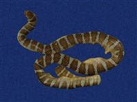 藏品(闊帶青斑海蛇)的圖片